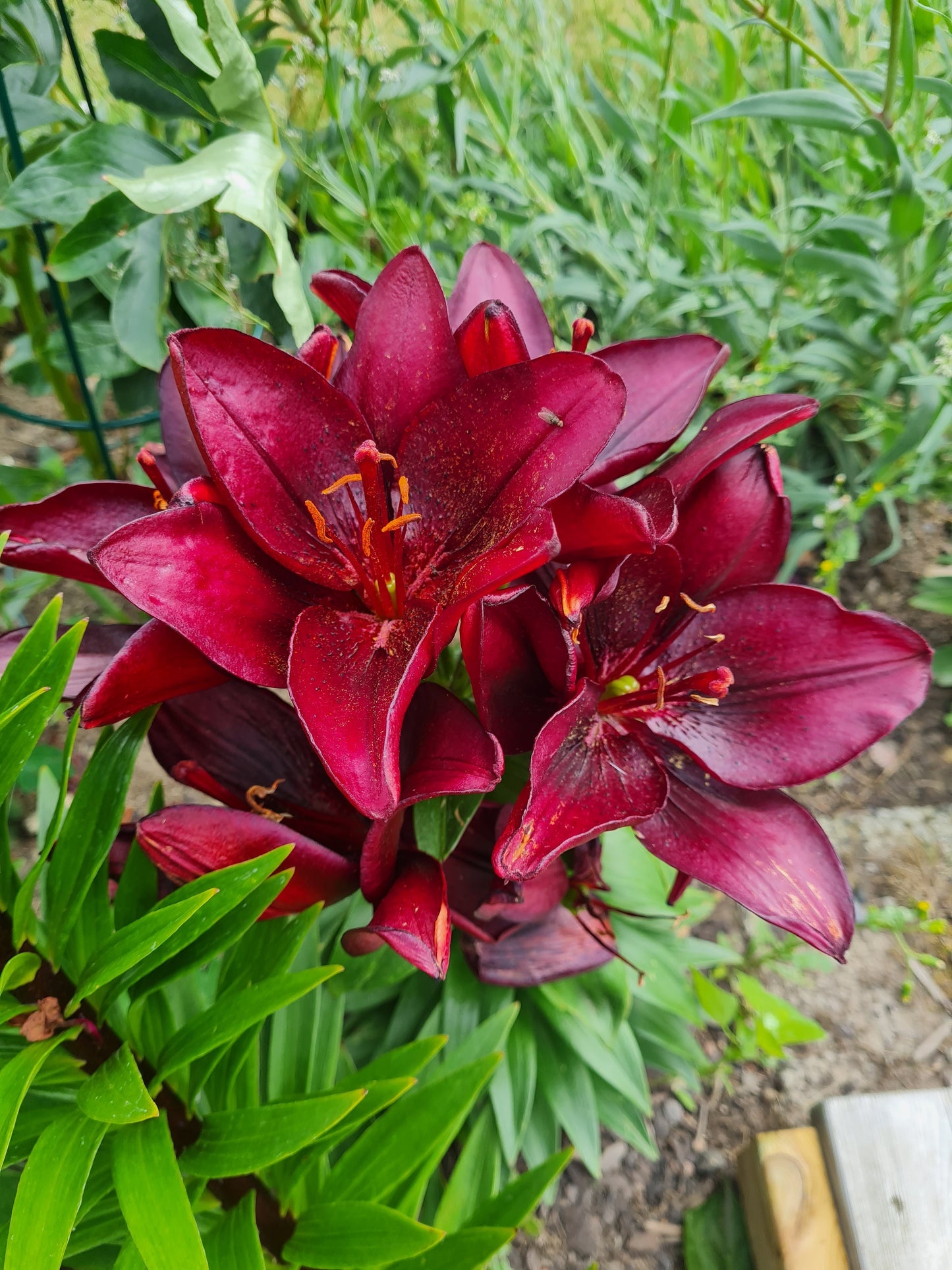 Lilja Asiatic Red 2-pack