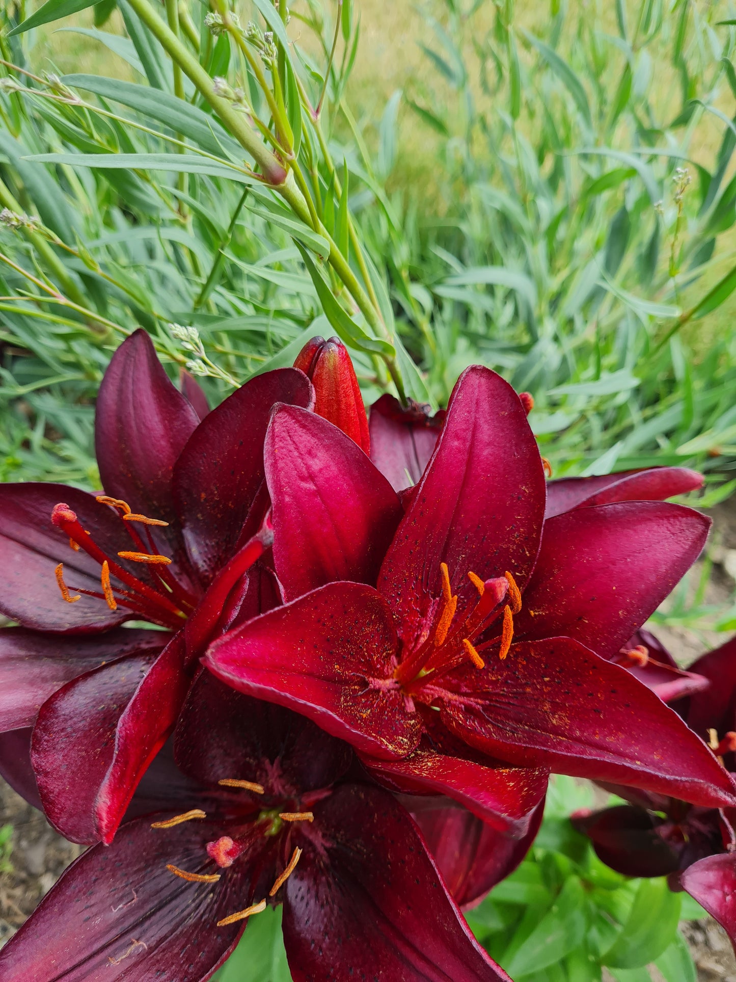 Lilja Asiatic Red 2-pack