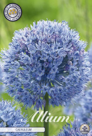 Allium Caeruleum 15-pack