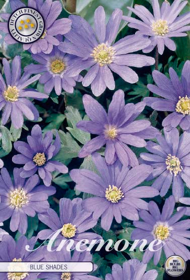 Anemone Blanda Blue Shades 20-pack