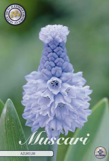 Muscari Azureum 15-pack