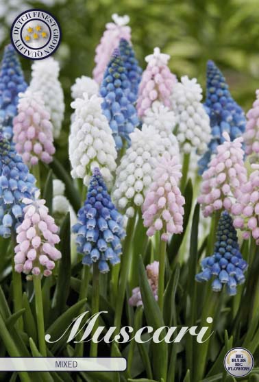 Muscari Mixed 20-pack