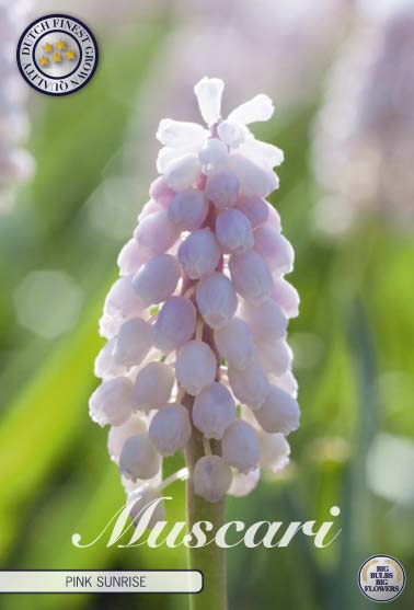 Muscari Pink Sunrise 5-pack