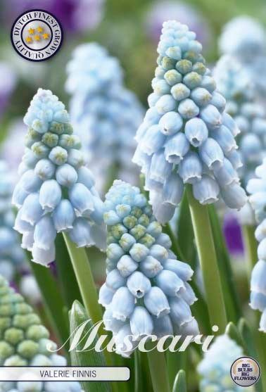 Muscari Valerie Finnis 20-pack