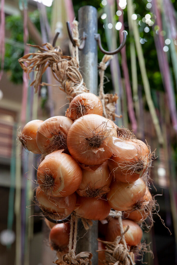 Onion Stutgarten Rieser 250 g