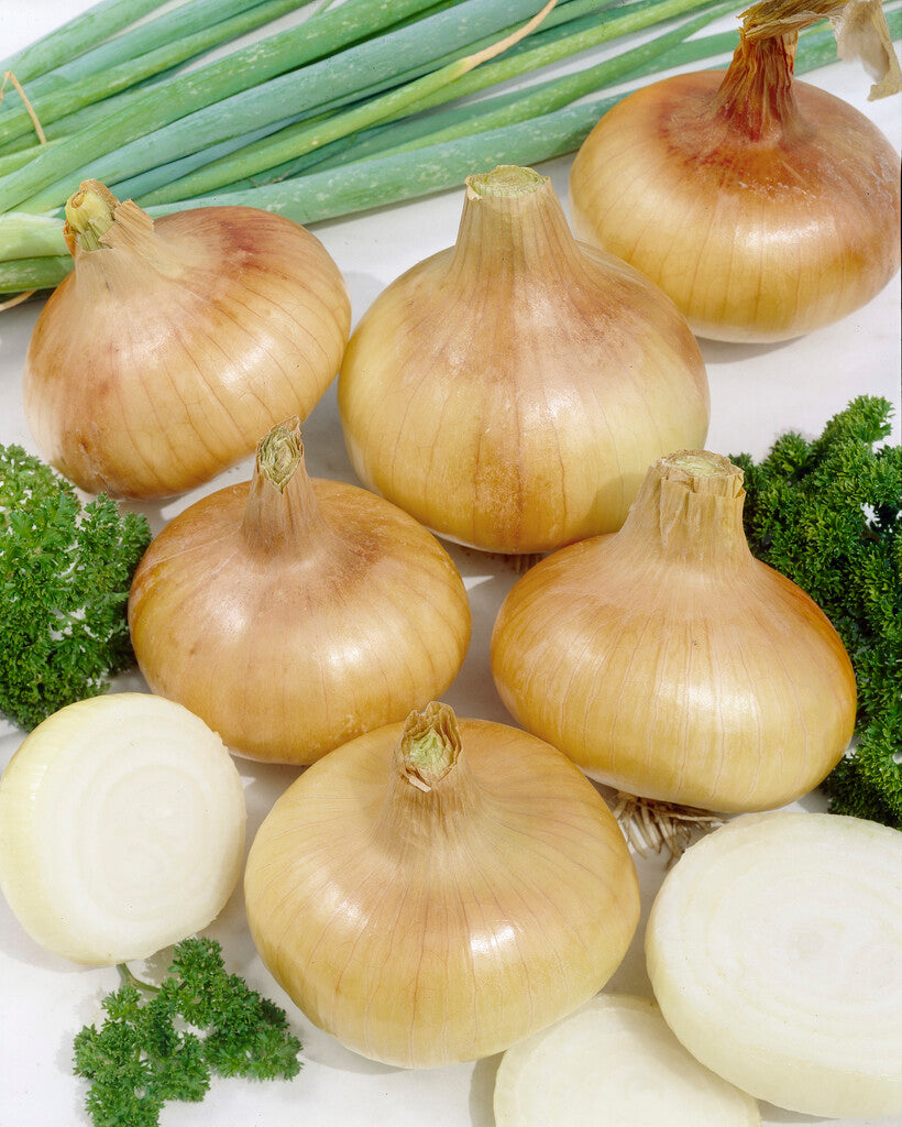 Onion Sturon 250 g