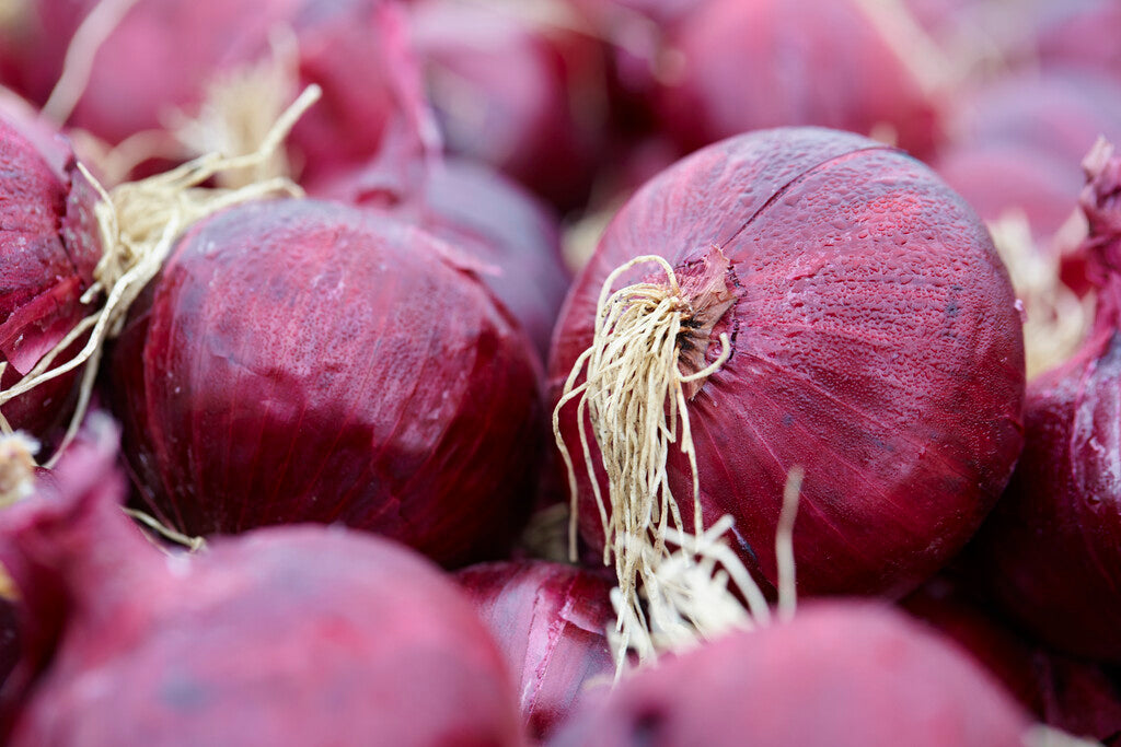 Onion Red Sun 250 g