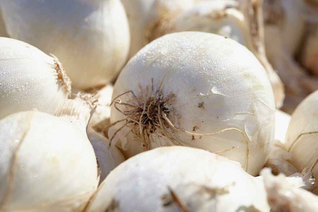 Onion Snowball 250 g