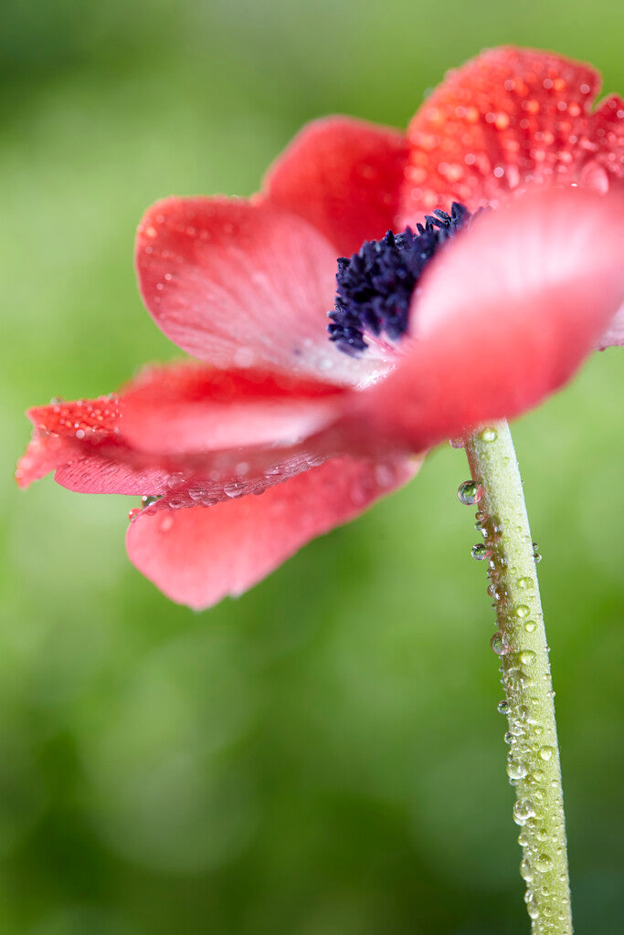 Anemone Coronaria The Caen Rood 15 -pack