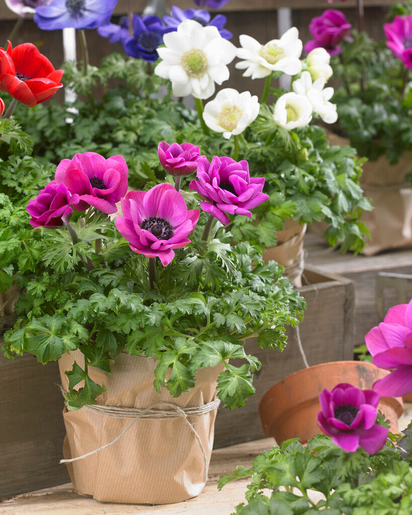 Anemone Coronaria The Caen Rood 15 -pack
