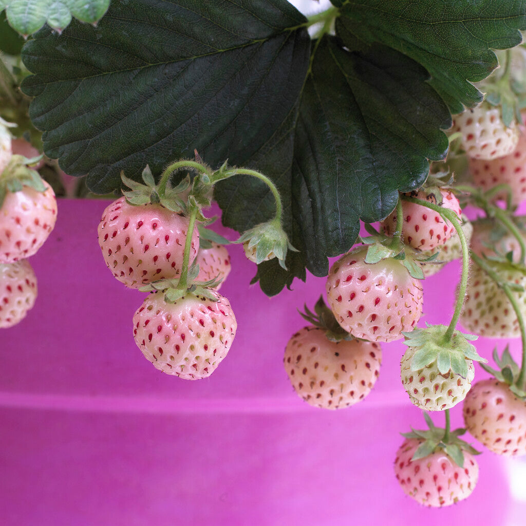 Strawberry White Pineberry 2-pack