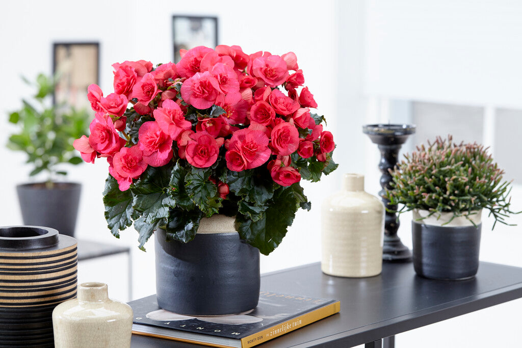 Begonia Double Pink 3-pack