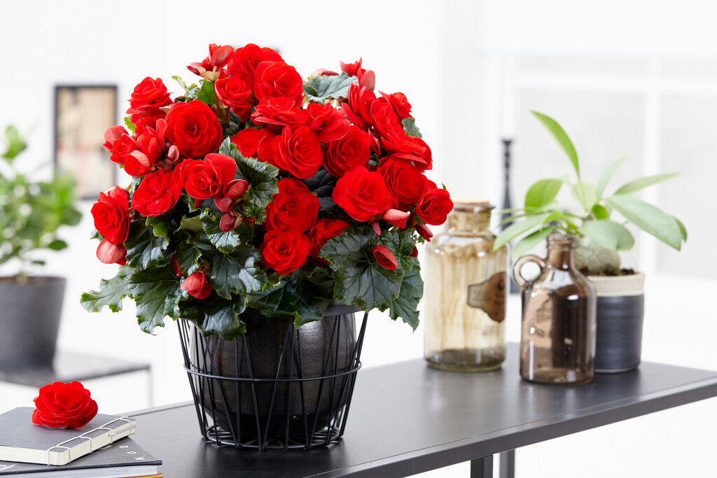 Begonia Double Red 3-pack