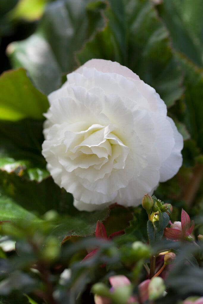 Begonia Double White 3-pack