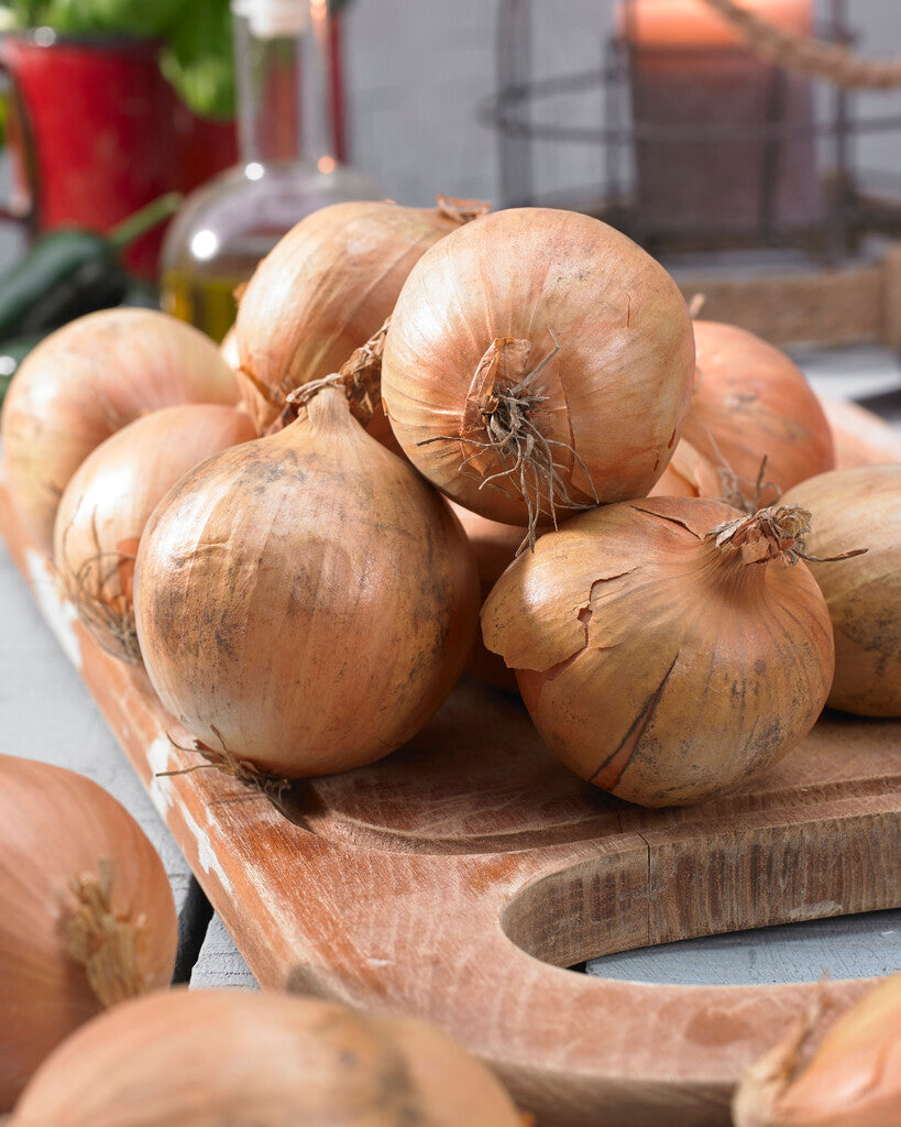Onion Centurion 250 g