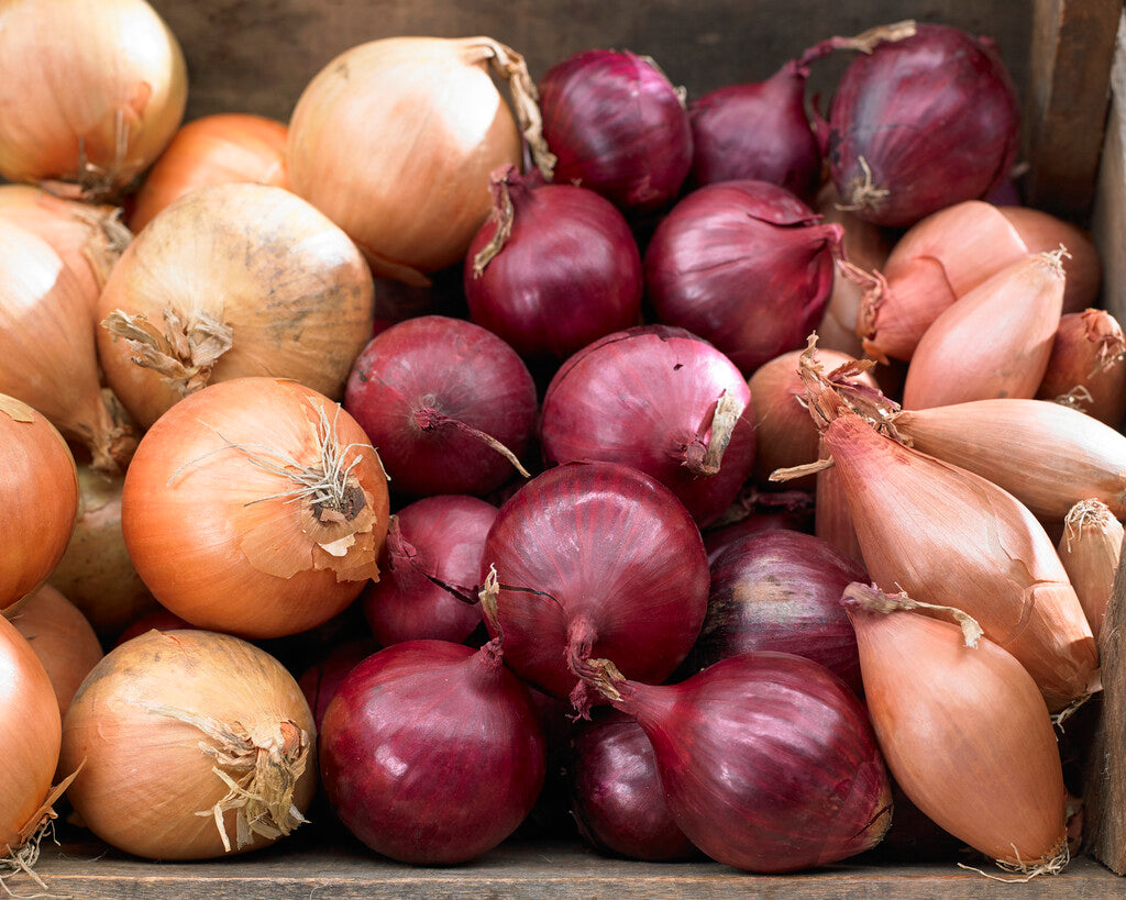 Onion Centurion 250 g