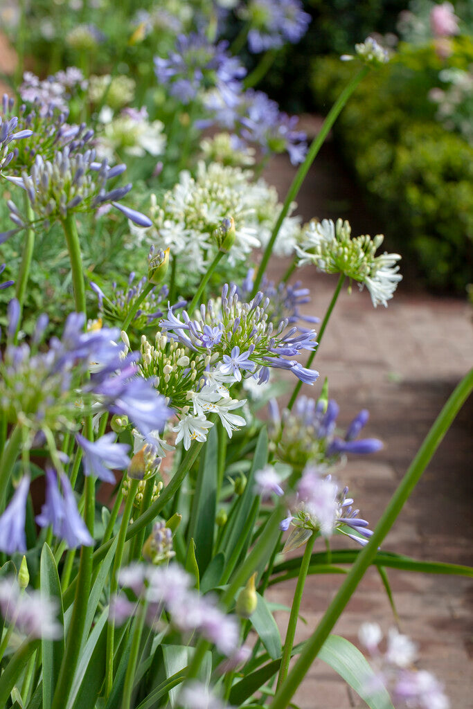 Agapanthus White 1-pack