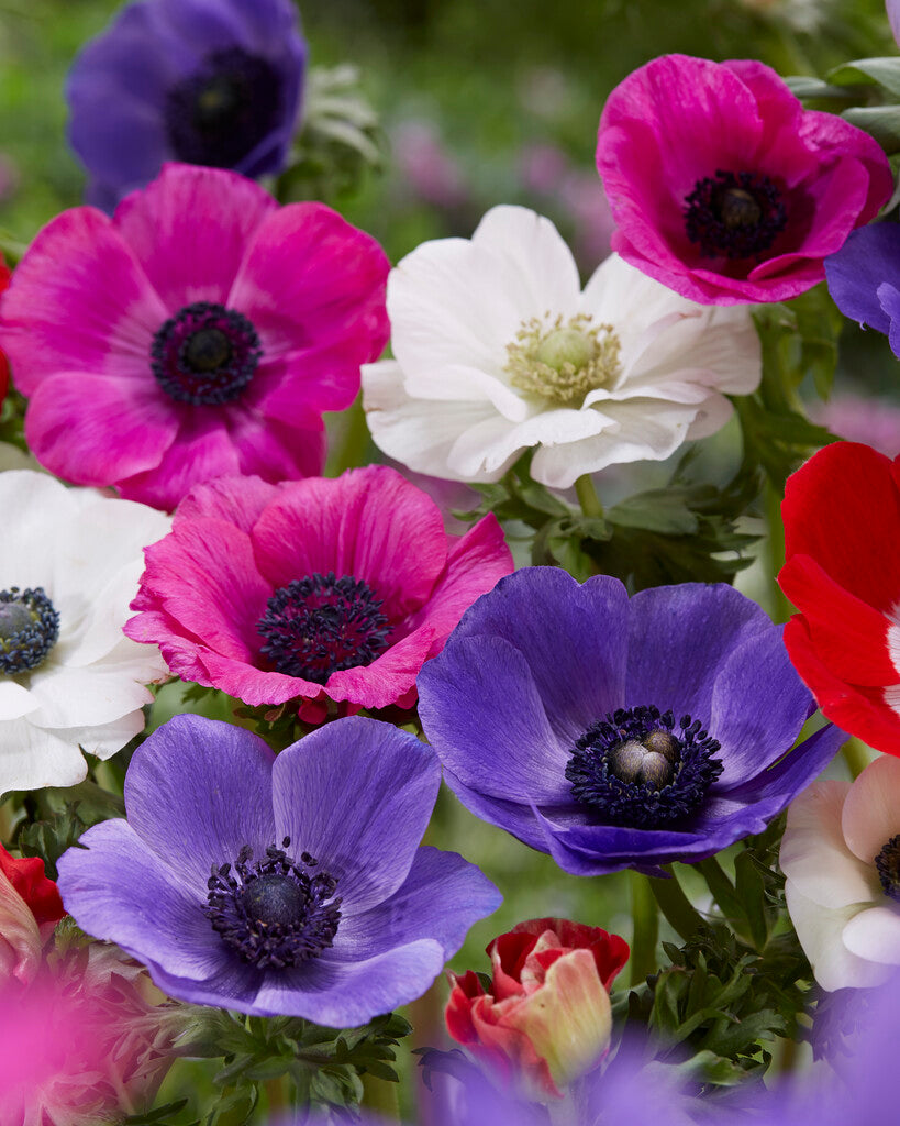 Anemone Coronaria The Caen Rose 15 -pack