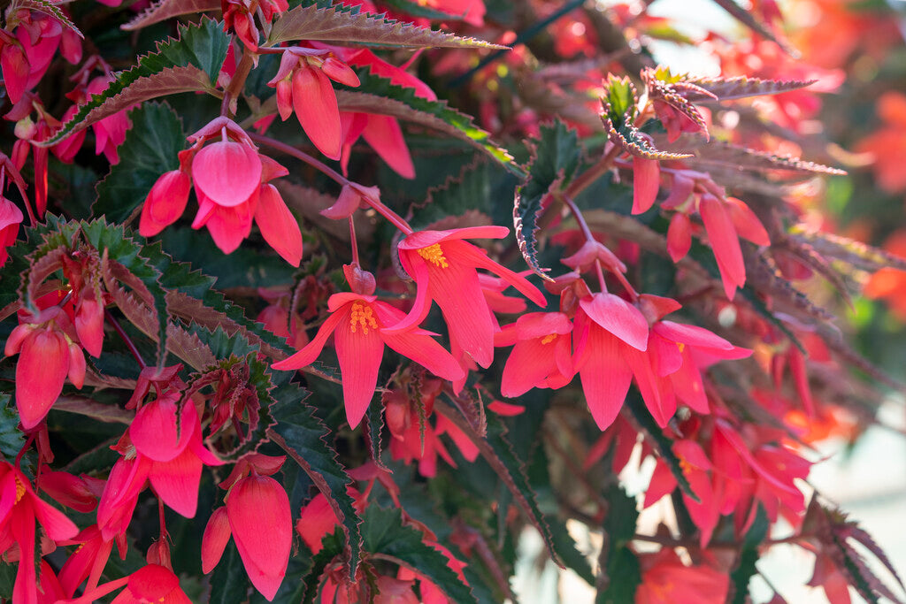 Begonia Pendula Pink 3-pack