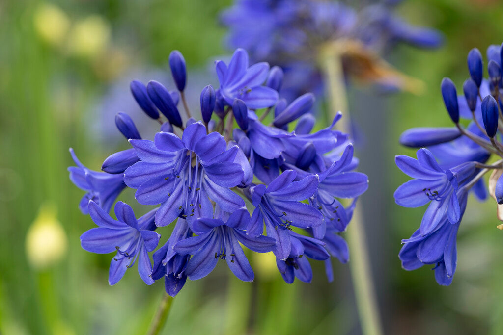 Agapanthus blue