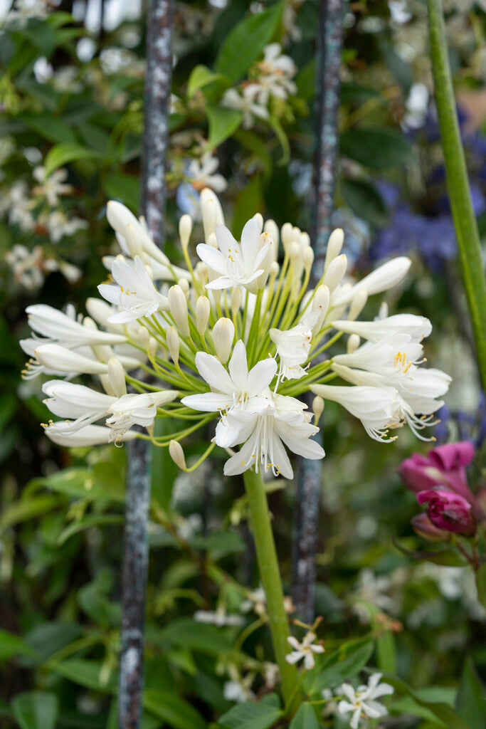 Agapanthus White 1-pack