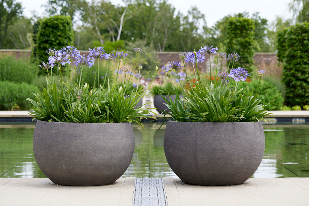 Agapanthus blue