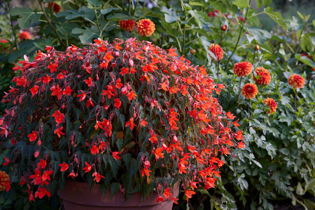 Begonia Pendula Red 3-pack