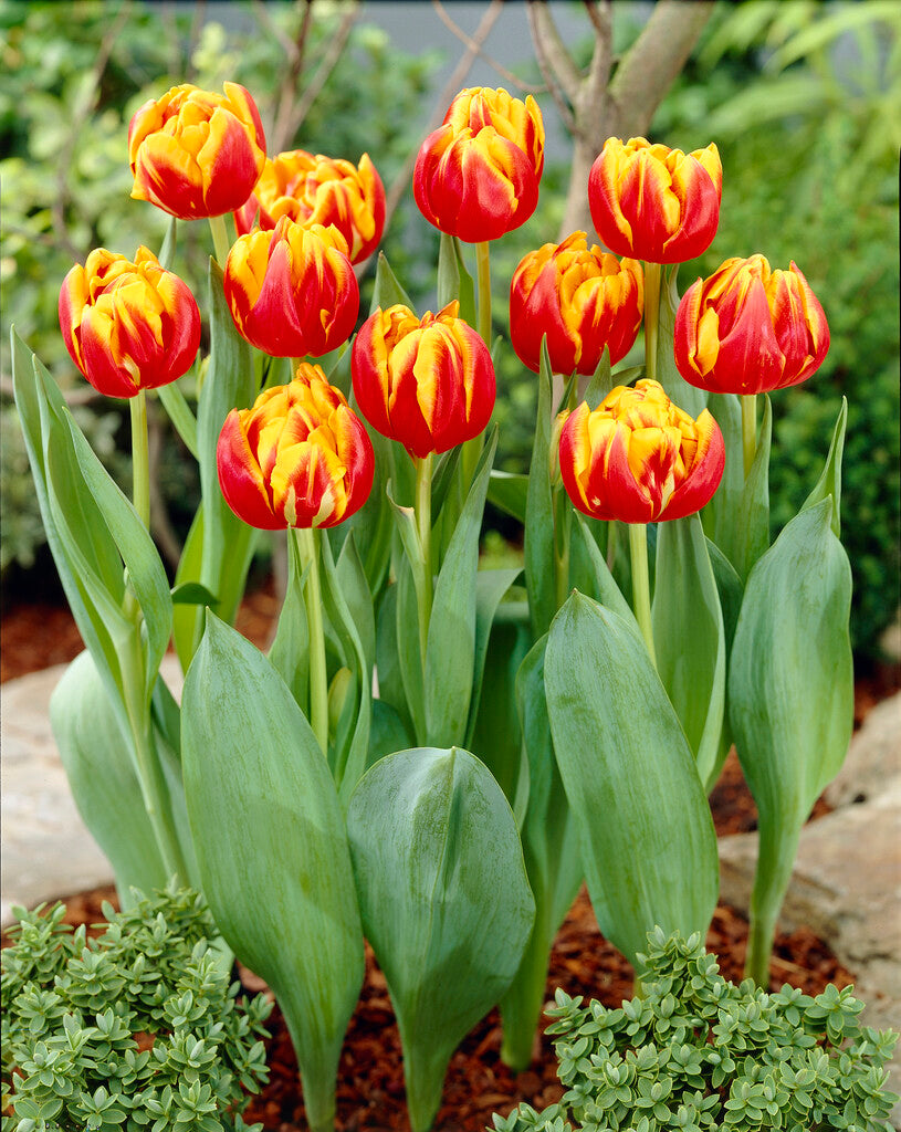 Tulpan Cilesta 7-pack