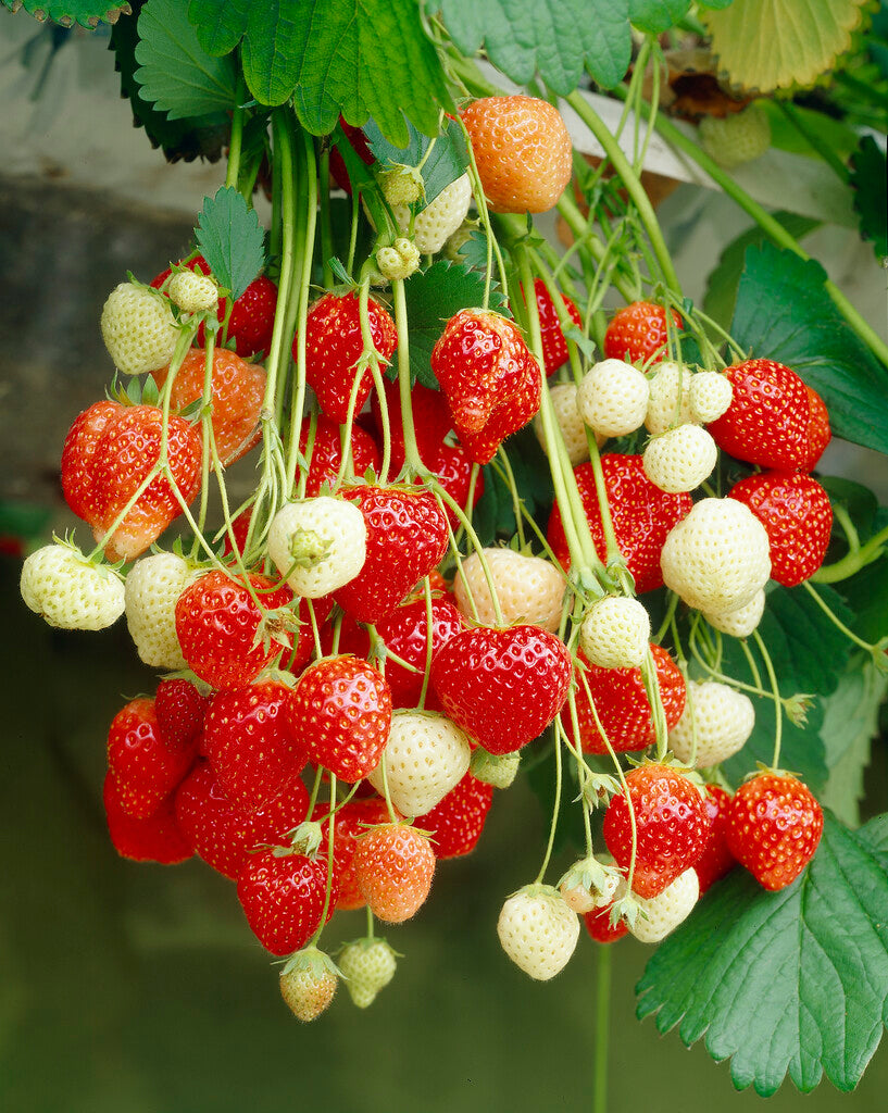 Strawberry Mixed 5-pack