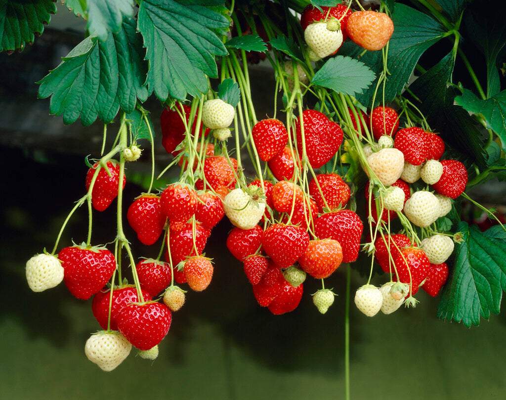 Strawberry Mixed 5-pack