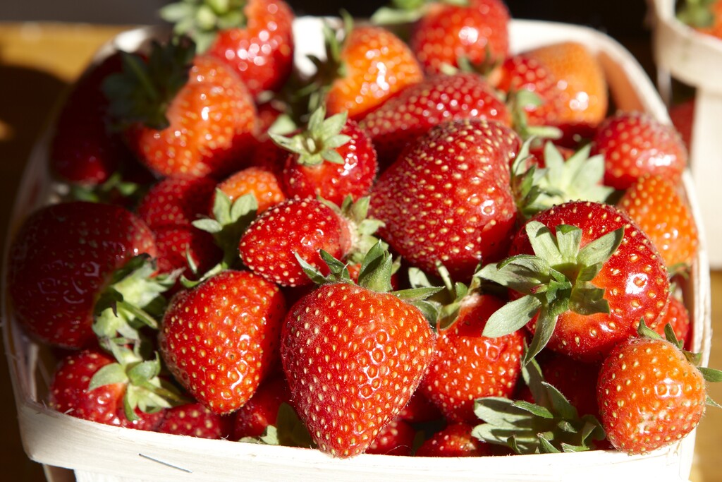 Strawberry Senga 3-pack