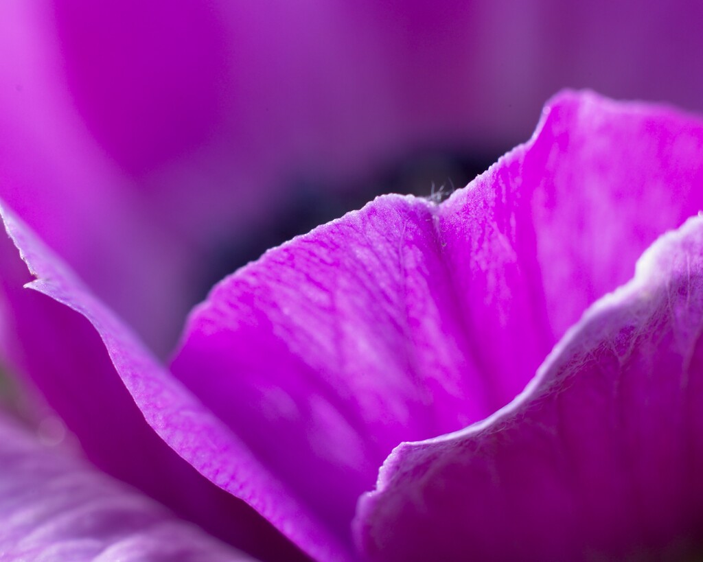 Anemone Coronaria The Caen Rose 15 -pack
