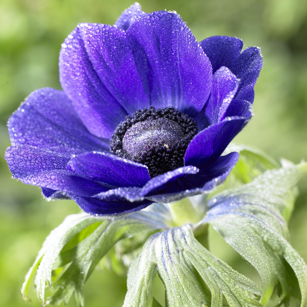 Anemone Coronaria The Caen Blauw 15 -pack