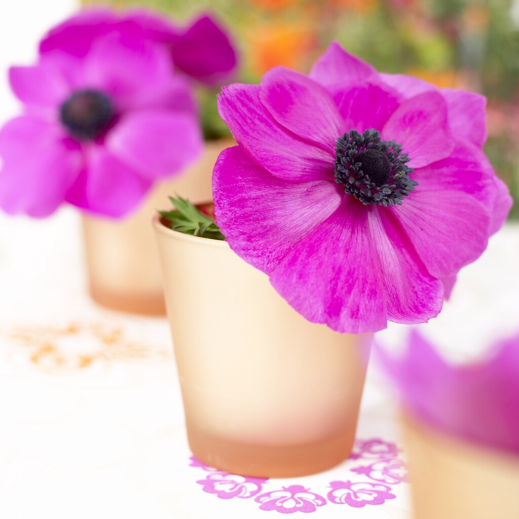 Anemone Coronaria The Caen Rose 15 -pack