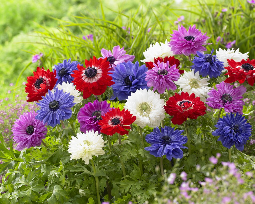 Anemone Coronaria St. Brigit 15 -pack