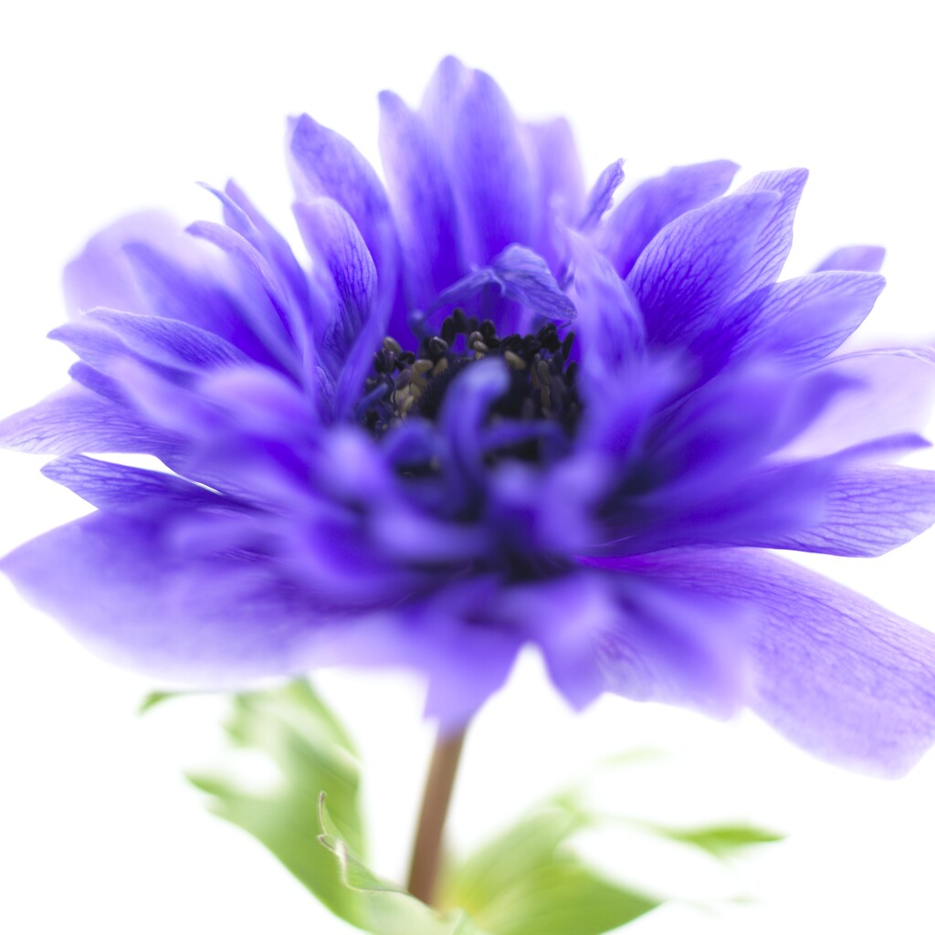 Anemone Coronaria St. Brigit 15 -pack