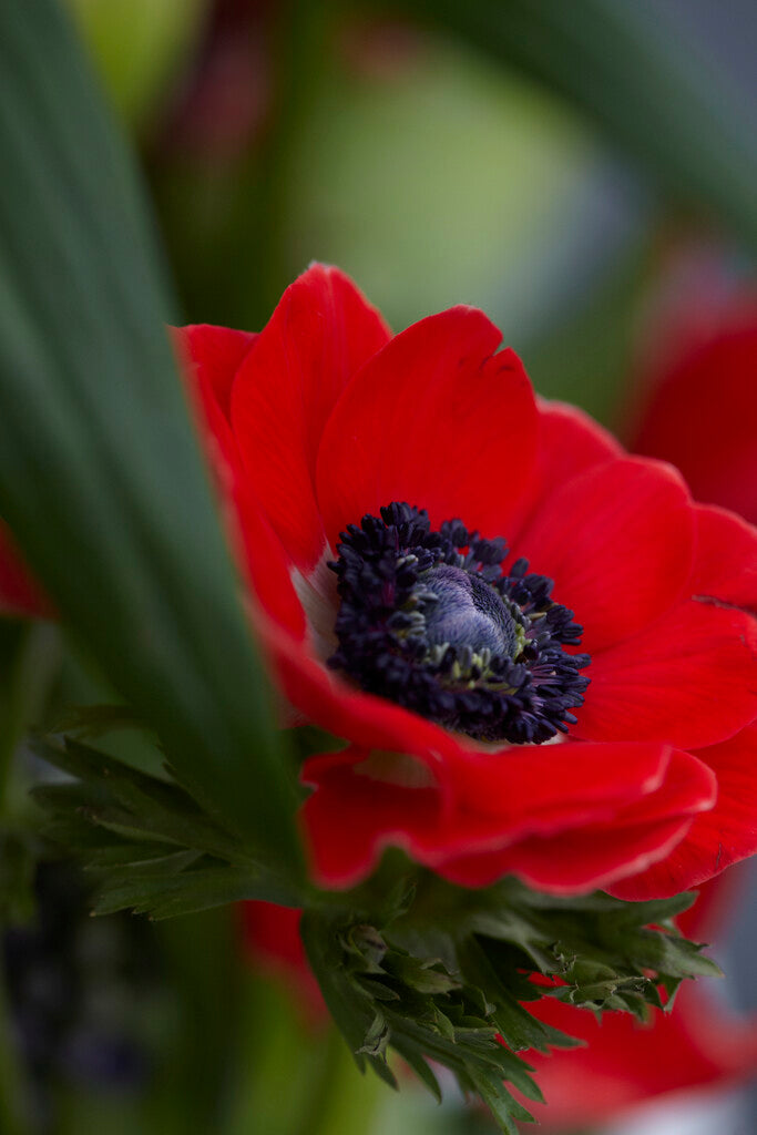 Anemone Coronaria The Caen Rood 15 -pack
