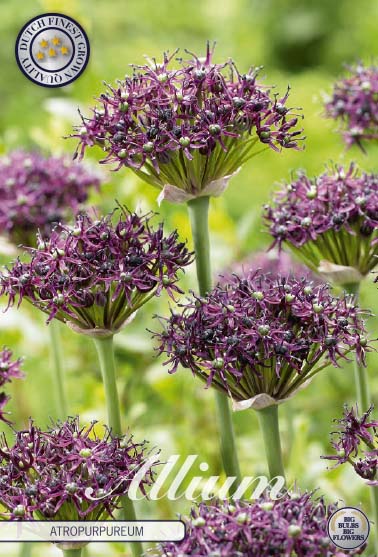 Allium Artropurpureum 5-pack