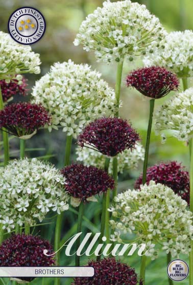 Allium Brother 5-pack
