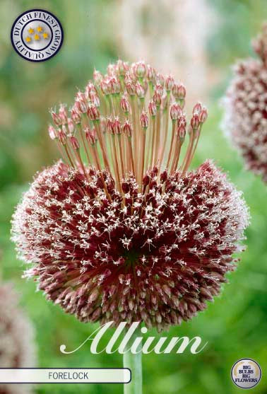 Allium Forelock 1-pack