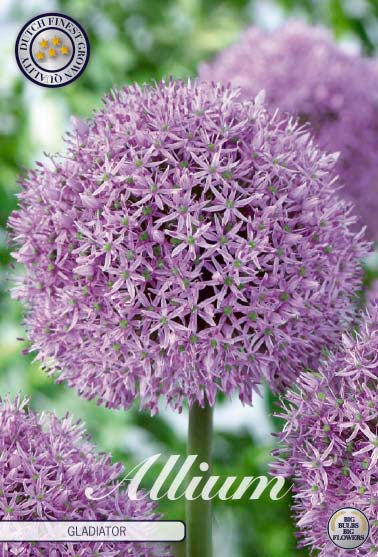 Allium Gladiator 1-pack