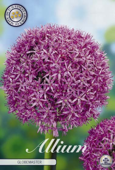 Allium Globemaster 1-pack