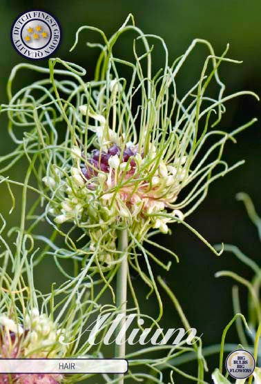 Allium Hair 10-pack