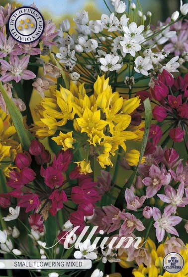 Allium Allium Mixed 5-pack