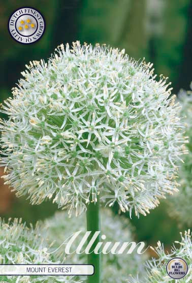 Allium Mount Everest 1-pack