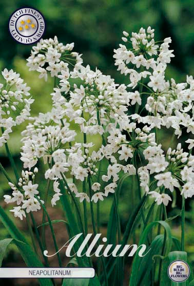 Allium Neapolitanum 20-pack