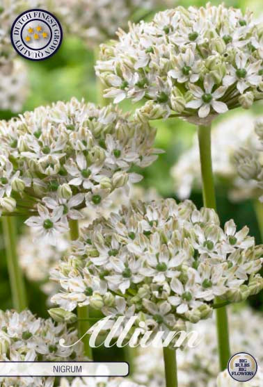 Allium Nigrum 5-pack