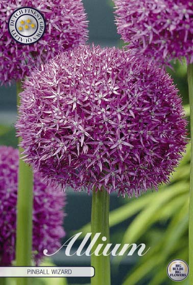 Allium Pinball Wizard 1-pack