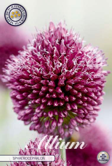 Allium Silverspring 1-pack