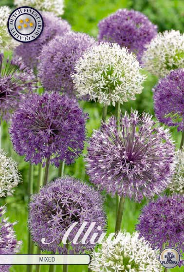 Allium Small Flowering Mixed 20-pack